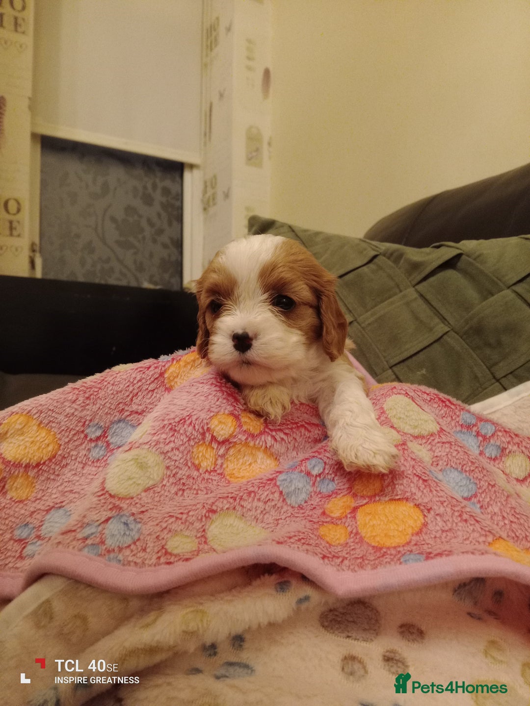 Cavapoo dogs for sale: A stunning litter of cavapoo beautiful costs  - Image 30