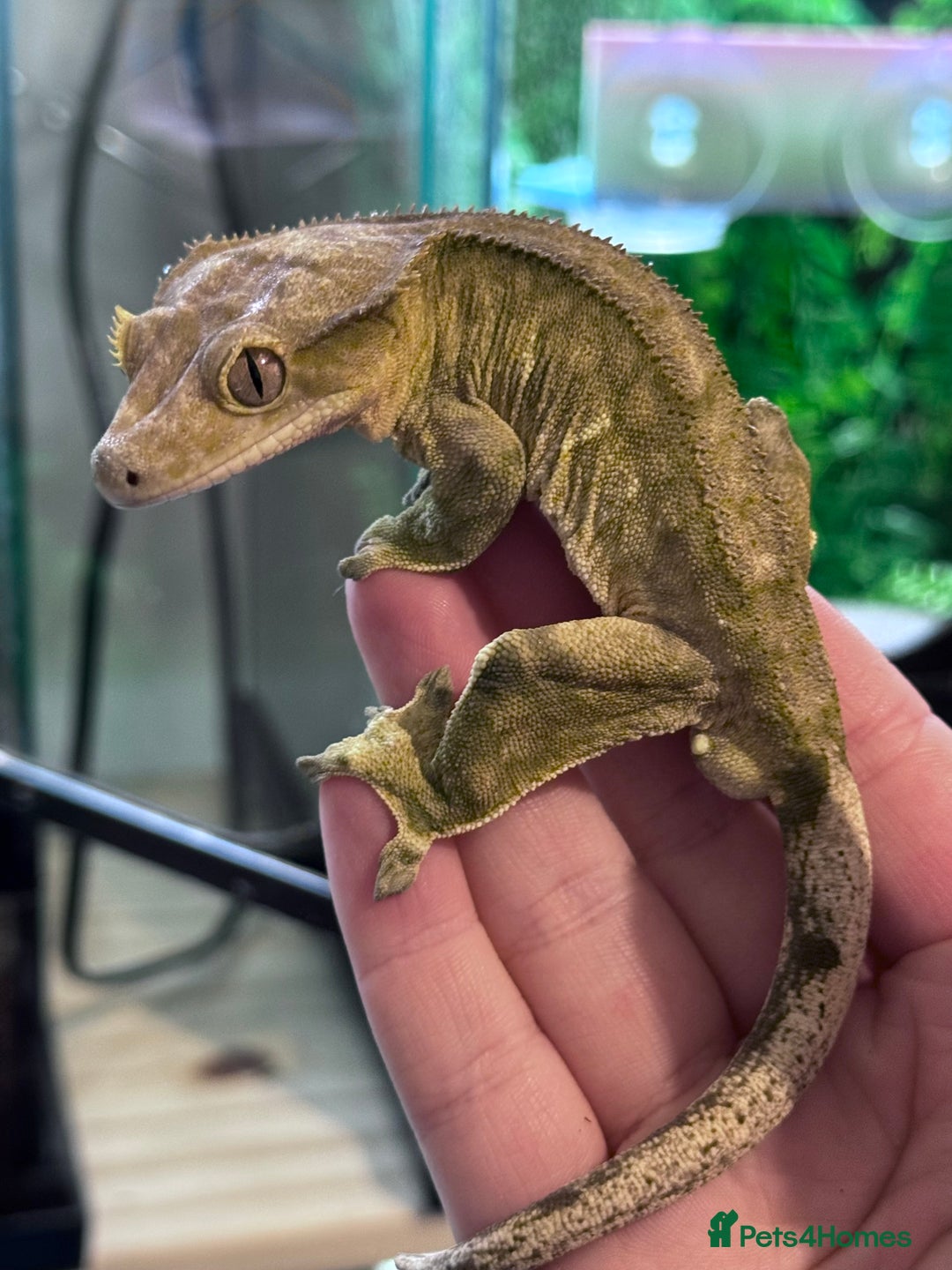 Gecko reptiles for sale: Male Crested Gecko - Advert 1