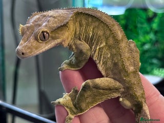 Gecko reptiles Male Crested Gecko - Advert 16