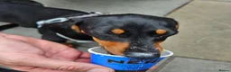 Miniature Dachshund dogs for sale: Little Man - Advert 7