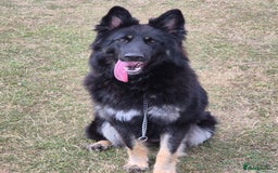 German Shepherd dogs for sale: Stunning chunky long haired German Shepherd puppy - Image 7