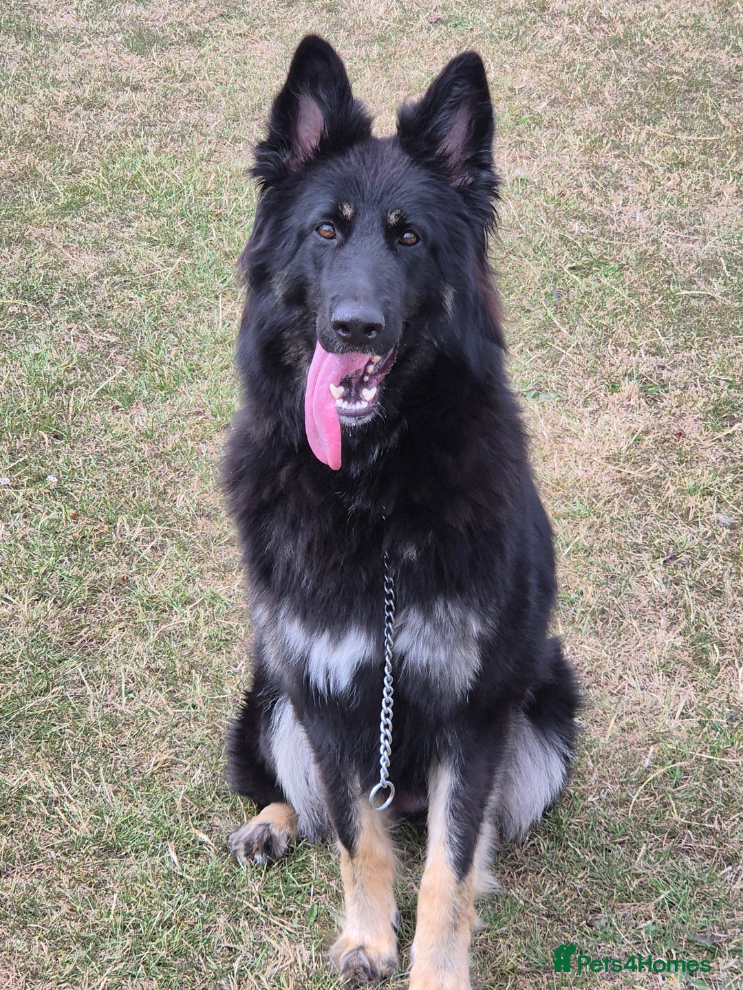 German Shepherd dogs for sale: Stunning chunky long haired German Shepherd puppy - Image 7