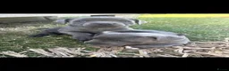 Staffordshire Bull Terrier dogs for stud: Proven For Stud KC Blue Staffordshire Bull Terrier - Advert 18