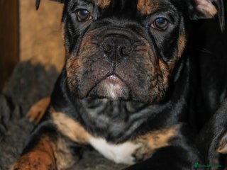 Olde English Bulldogge dogs - Advert 2