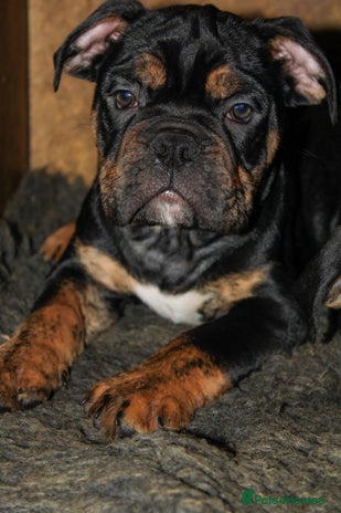 Olde English Bulldogge dogs - Advert 2