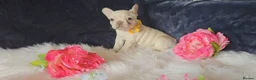 French Bulldog dogs for sale: 🐶💜 KC Registered French Bulldog Puppies - Advert 4
