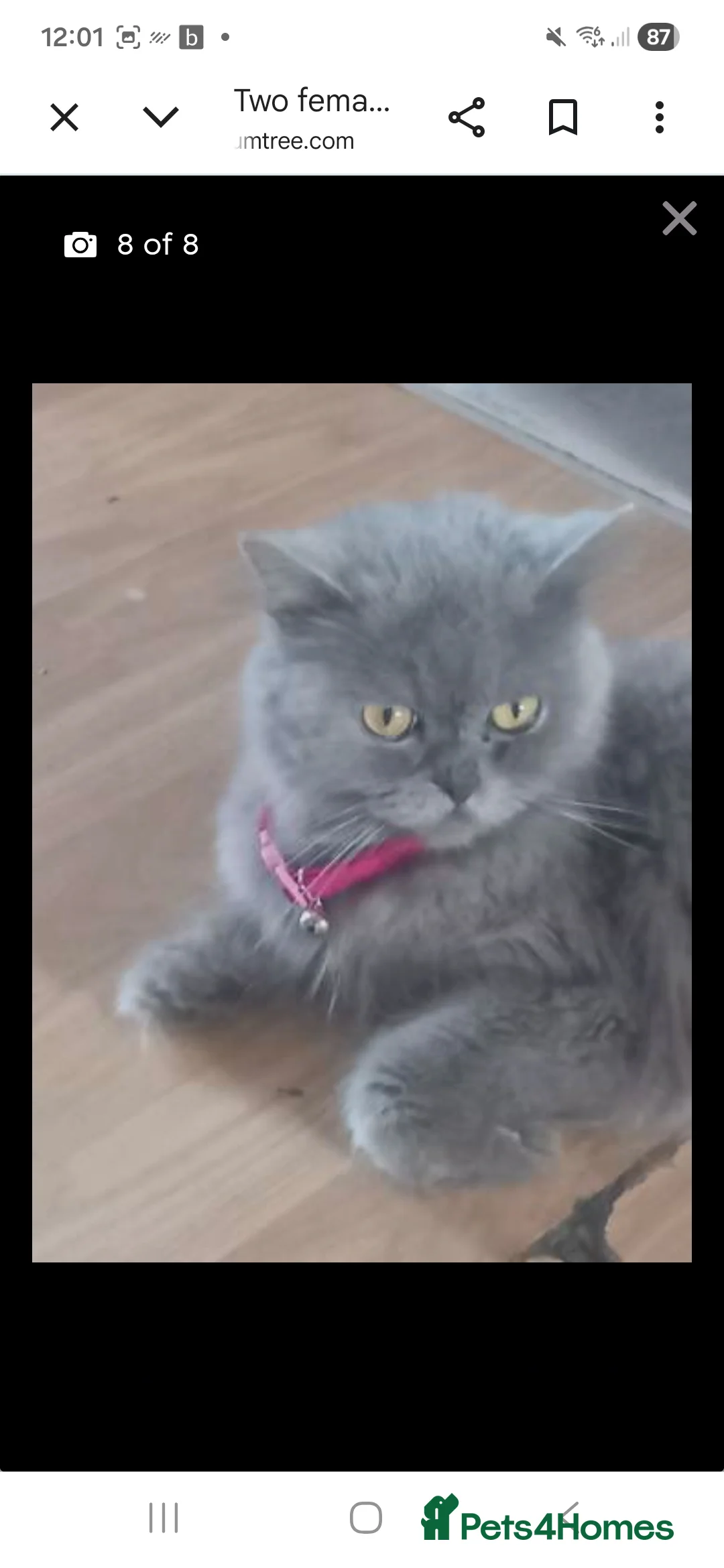 British Shorthair cats for sale: British short hair dottie  - Advert 2