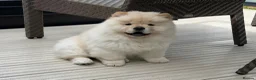 Chow Chow dogs for sale: Beautiful KC Registered Chow Chow Puppies  - Advert 6