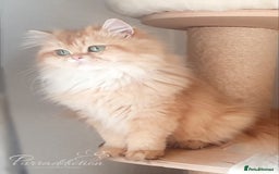 British Longhair cats for sale: Last Cinnamon Golden Shaded British Longhair male  - Image 3