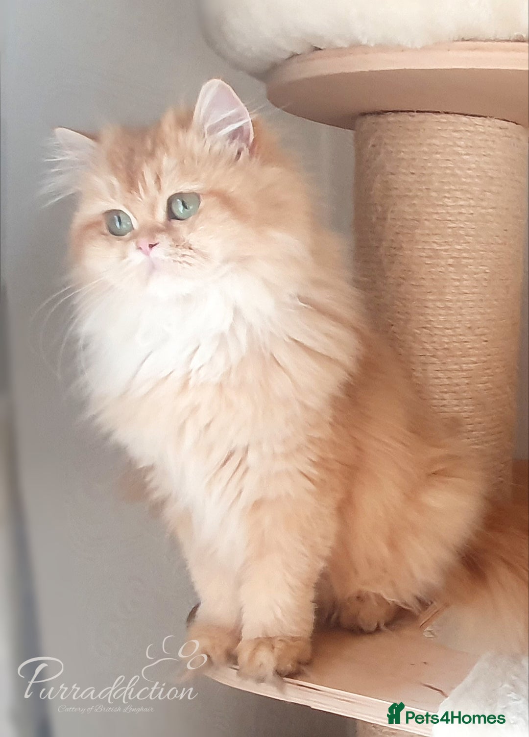 British Longhair cats for sale: Last Cinnamon Golden Shaded British Longhair male  - Image 3