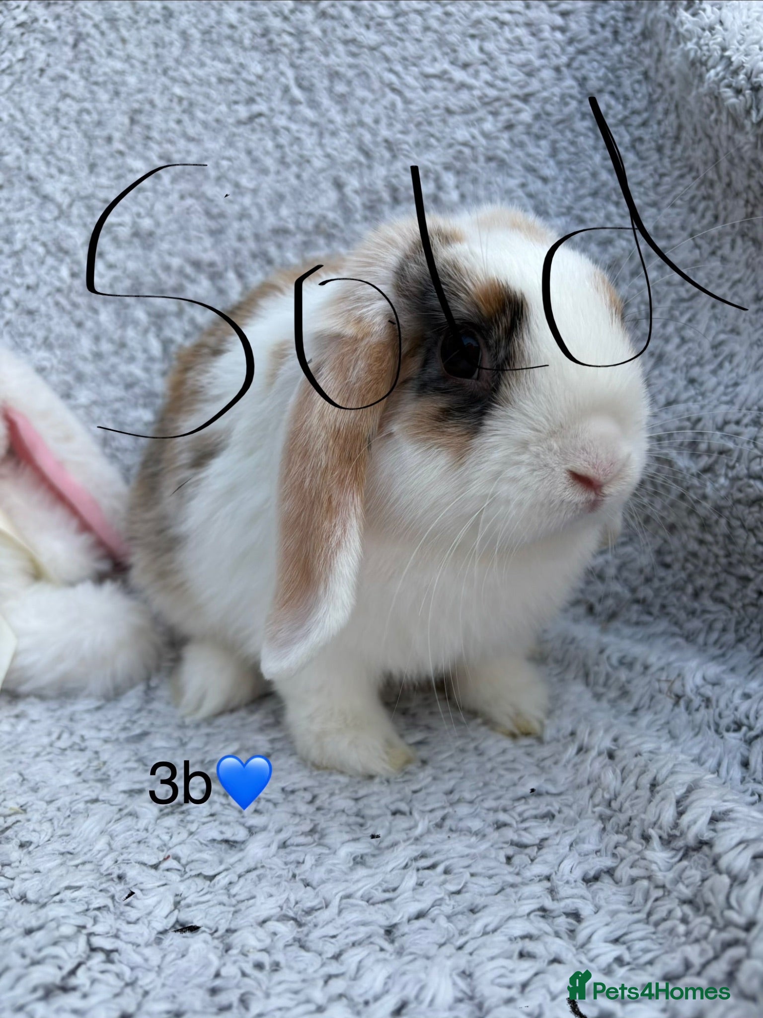 Mixed Breed rabbits Sold this bunny - Advert 13