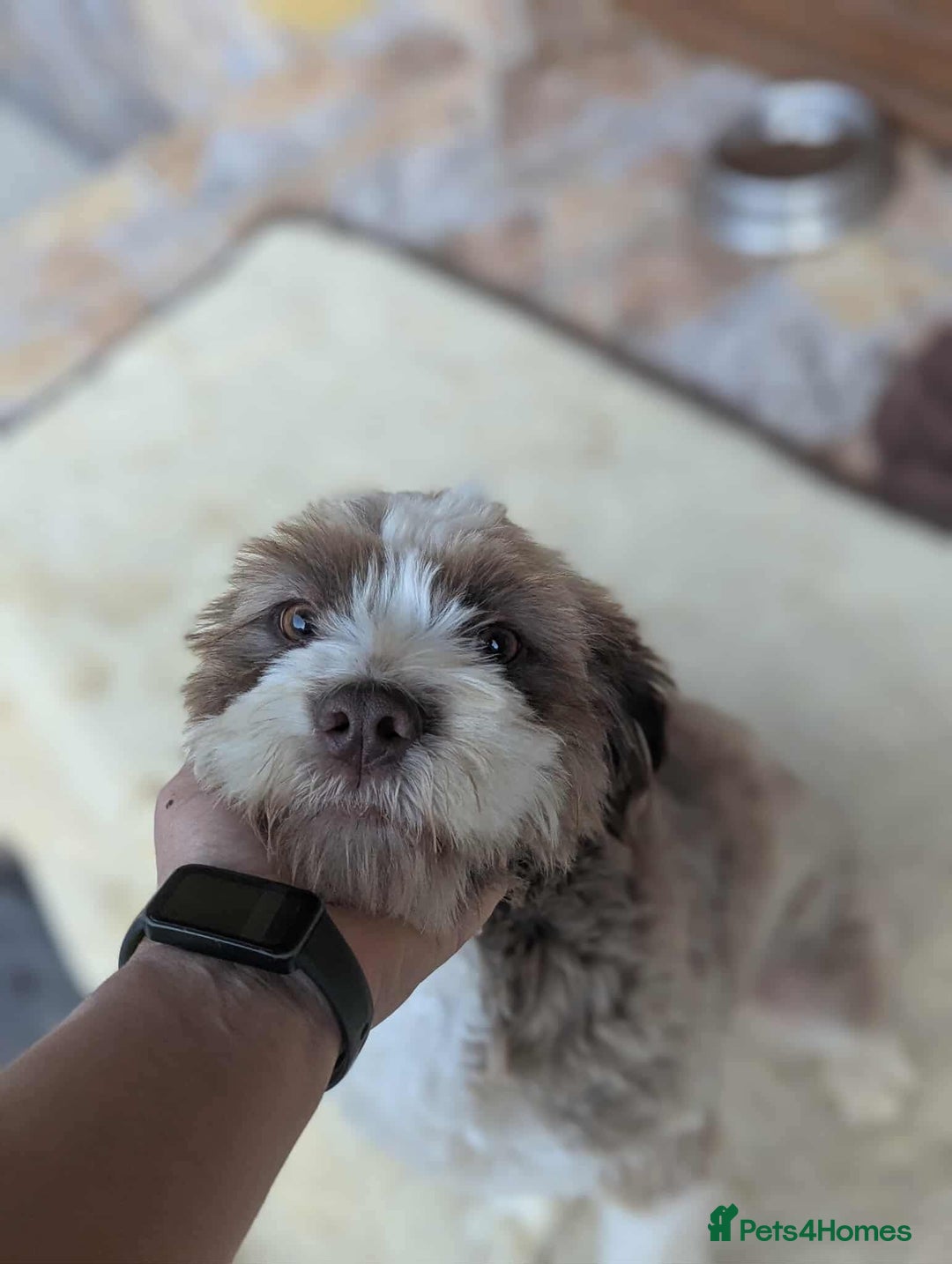 Mixed Breed dogs for adoption: August is looking for a home - Image 2