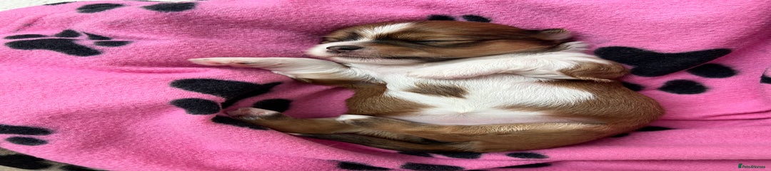 Lhasa Apso Puppy 4