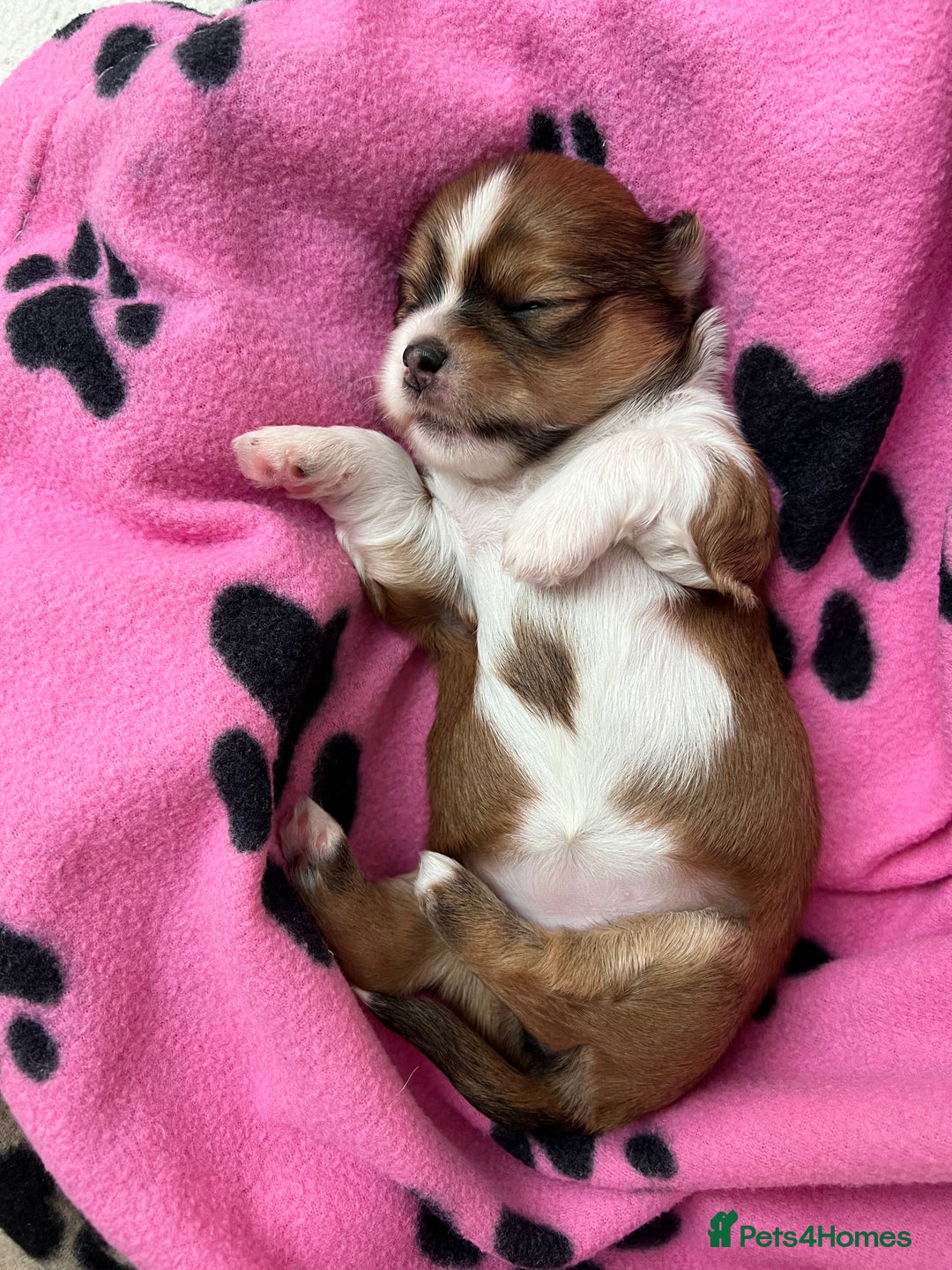 Lhasa Apso dogs for sale: Beautiful Lhasa apso puppies 🐶  - Image 8