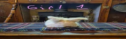 Angora rabbits for sale: Gorgeous Angora Rabbits, Pure Bred Full Faced. - Advert 17