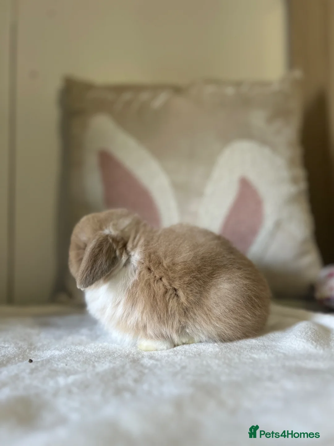 Mini Lop rabbits for sale: Minilop Buck Available  - Advert 2