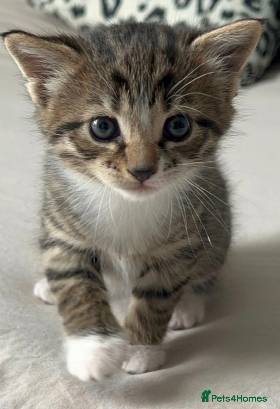 Mixed Breed cats  Cute kittens  - Advert 1