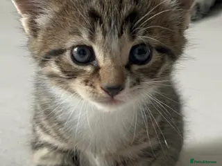 Mixed Breed cats Cute kittens - Advert 1