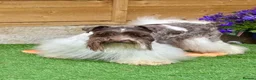 Miniature Schnauzer dogs for sale: Chocolate Wheaten Chocolate Parti Mini Schnauzers - Advert 15
