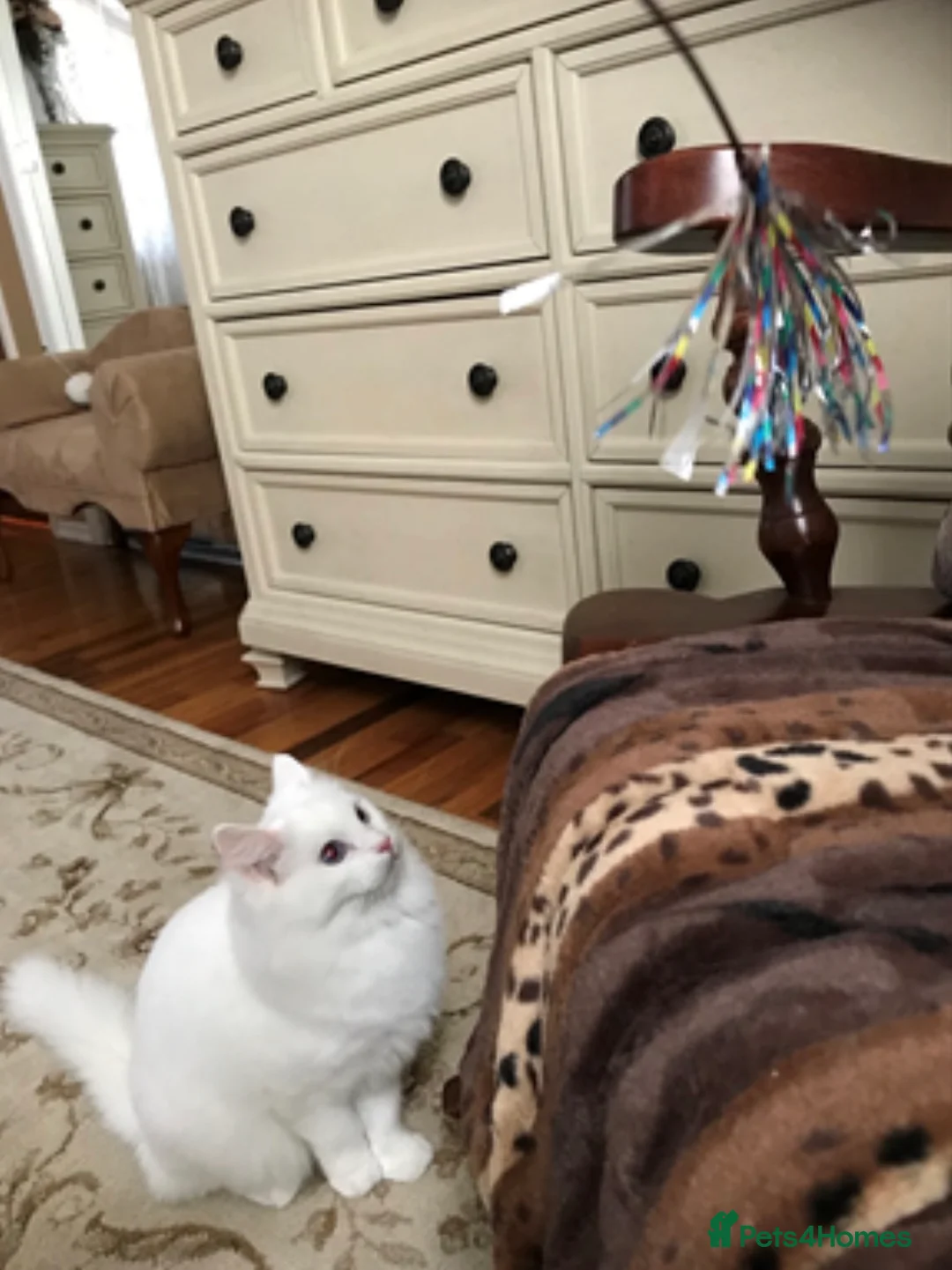 Ragdoll cats for sale: Blue eyes seal point ragdoll in Leeds - Advert 6