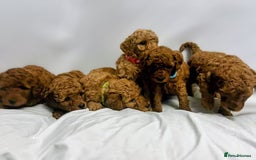 Miniature Poodle dogs for sale: MINIATURE POODLE PUPPIES.   - Advert 10