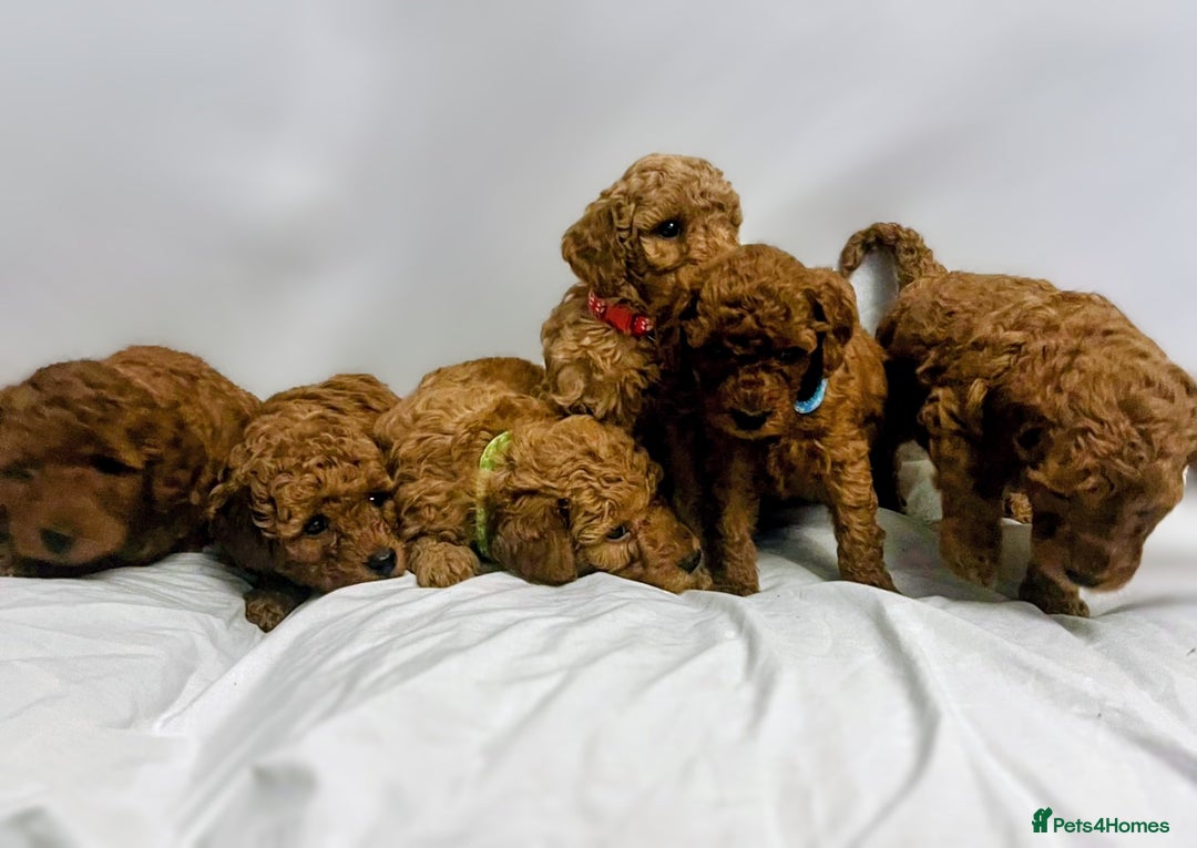 Miniature Poodle dogs for sale: MINIATURE POODLE PUPPIES.   - Advert 10
