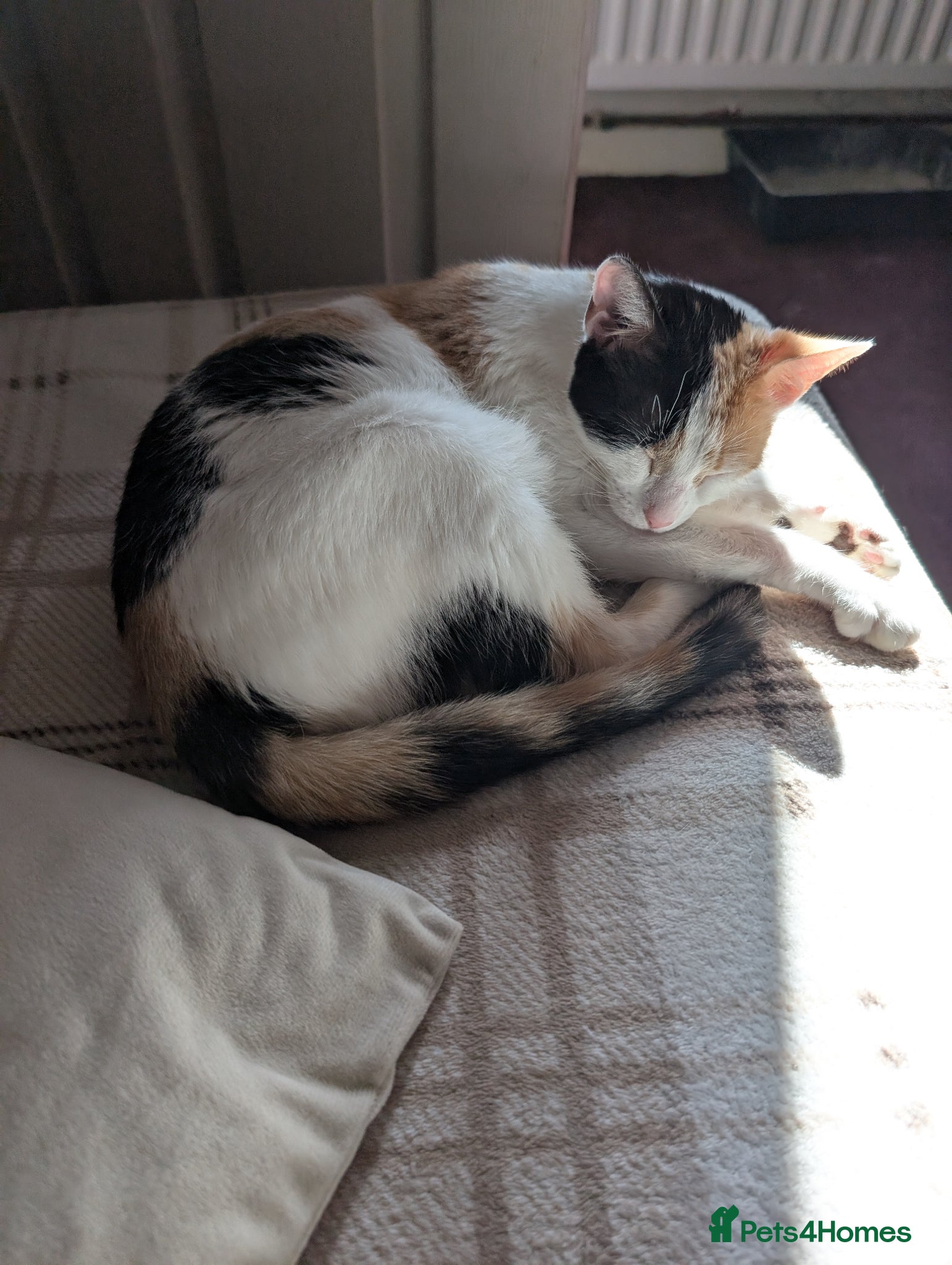 Mixed Breed cats Female ginger kittens - Advert 3