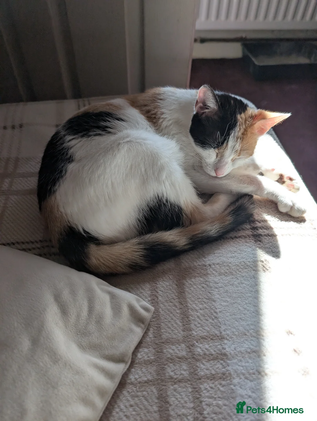 Mixed Breed cats for sale: Female ginger kittens - Advert 1