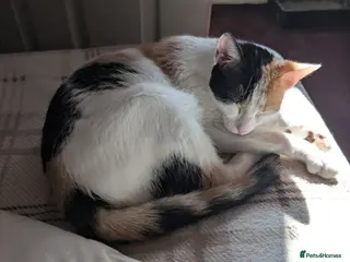 Mixed Breed cats Female ginger kittens - Advert 3