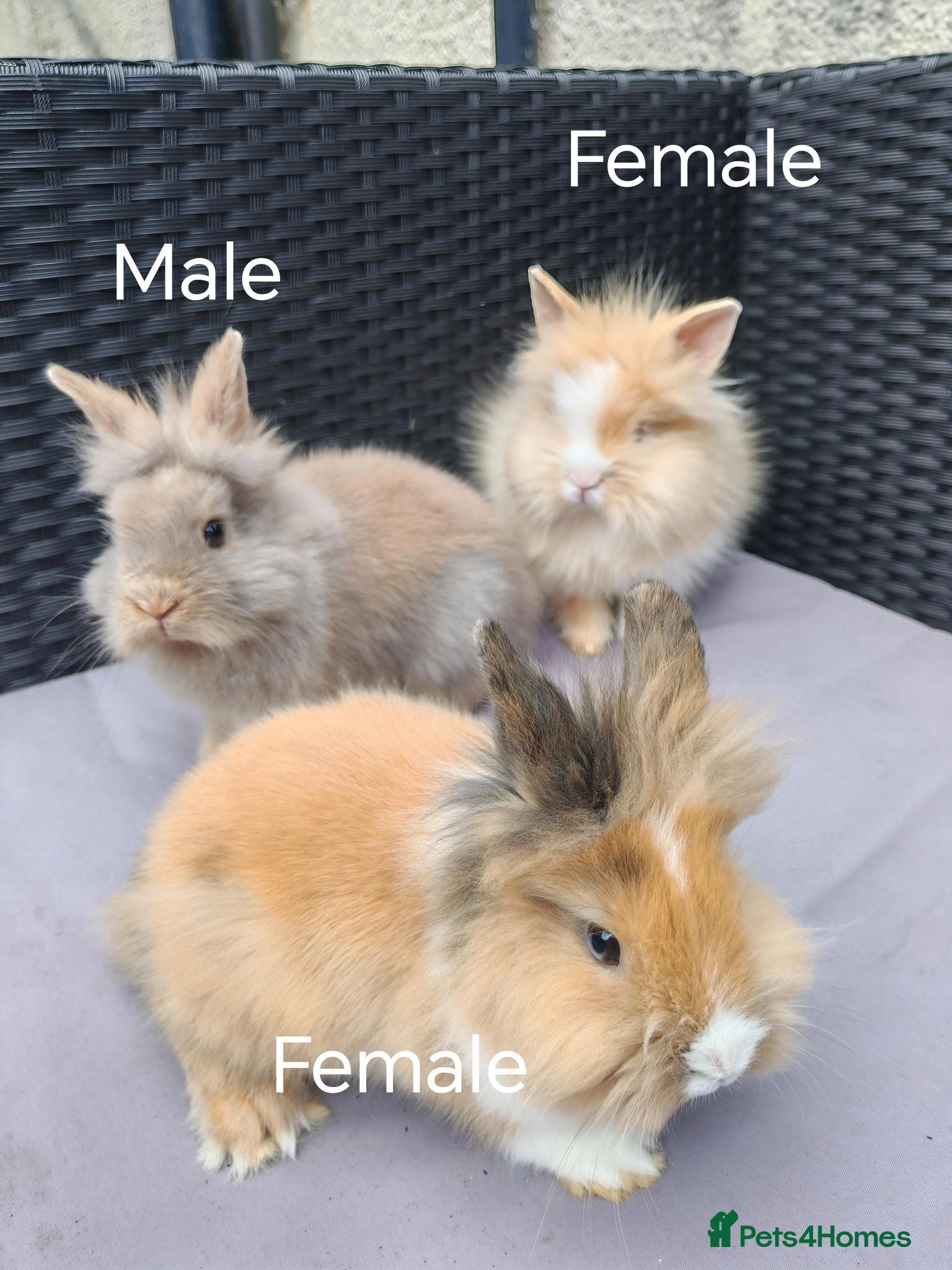 Lionhead rabbits Lion head babies.  - Advert 2