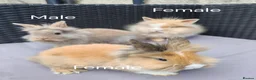 Lionhead rabbits for sale: Lion head babies.  - Advert 2