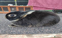 Netherland Dwarf rabbits for sale: Netherland dwarf rabbits  - Image 6