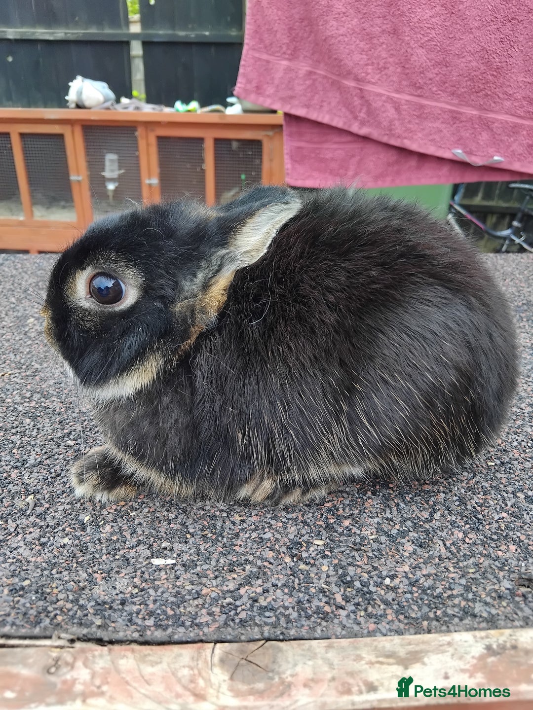 Netherland Dwarf rabbits for sale: Netherland dwarf rabbits  - Image 6