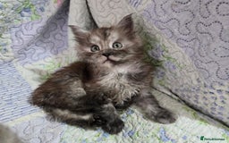 Maine Coon cats for sale: Gorgeous GCCF Maine Coons poss Active - Image 29