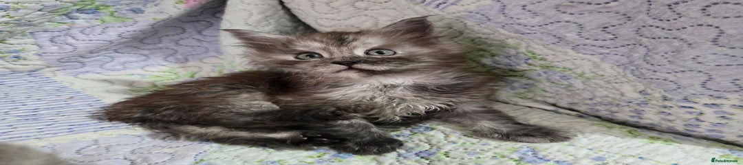 Maine Coon Kitten Marlon