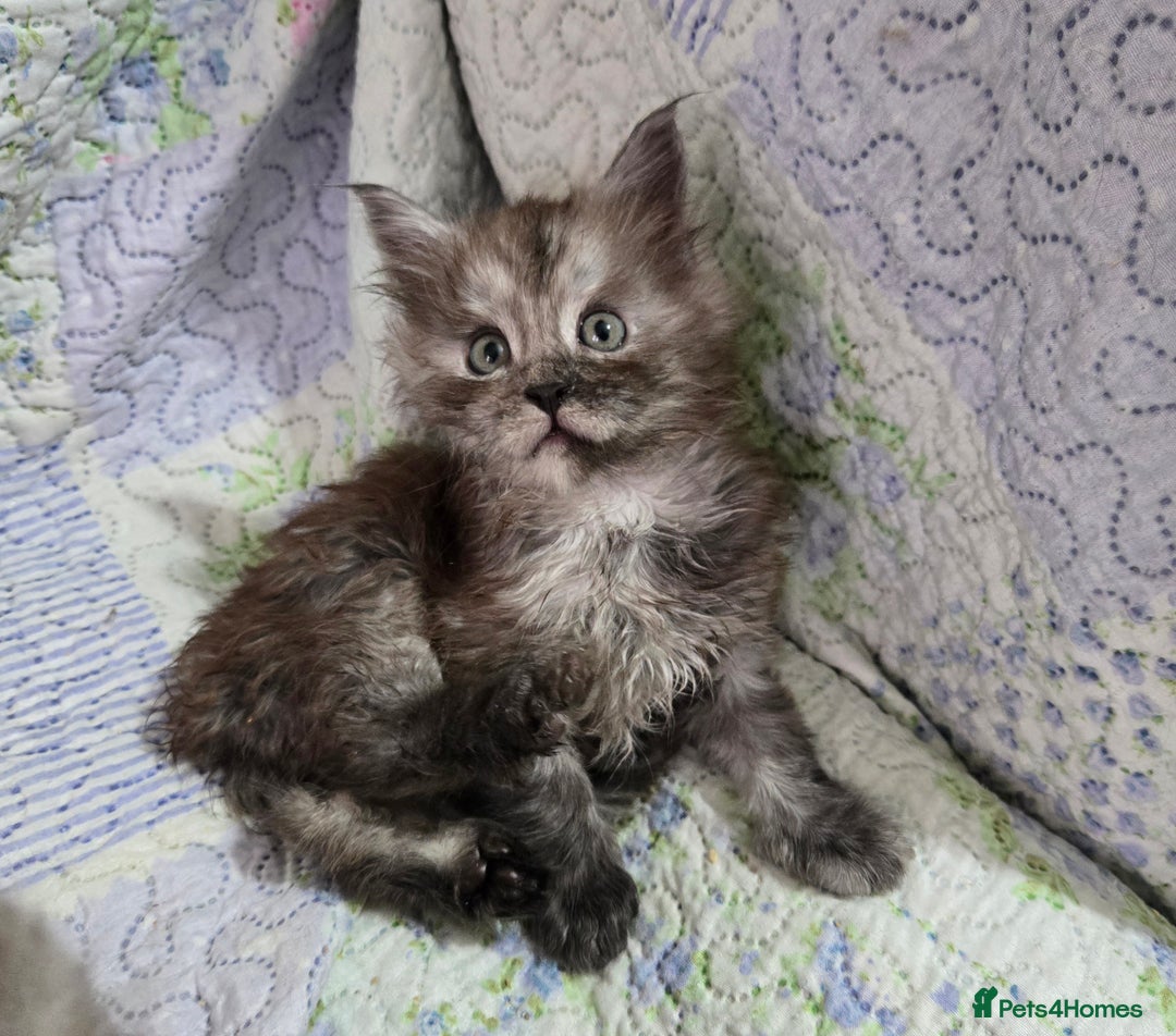 Maine Coon cats for sale: Gorgeous GCCF Maine Coons poss Active - Image 29