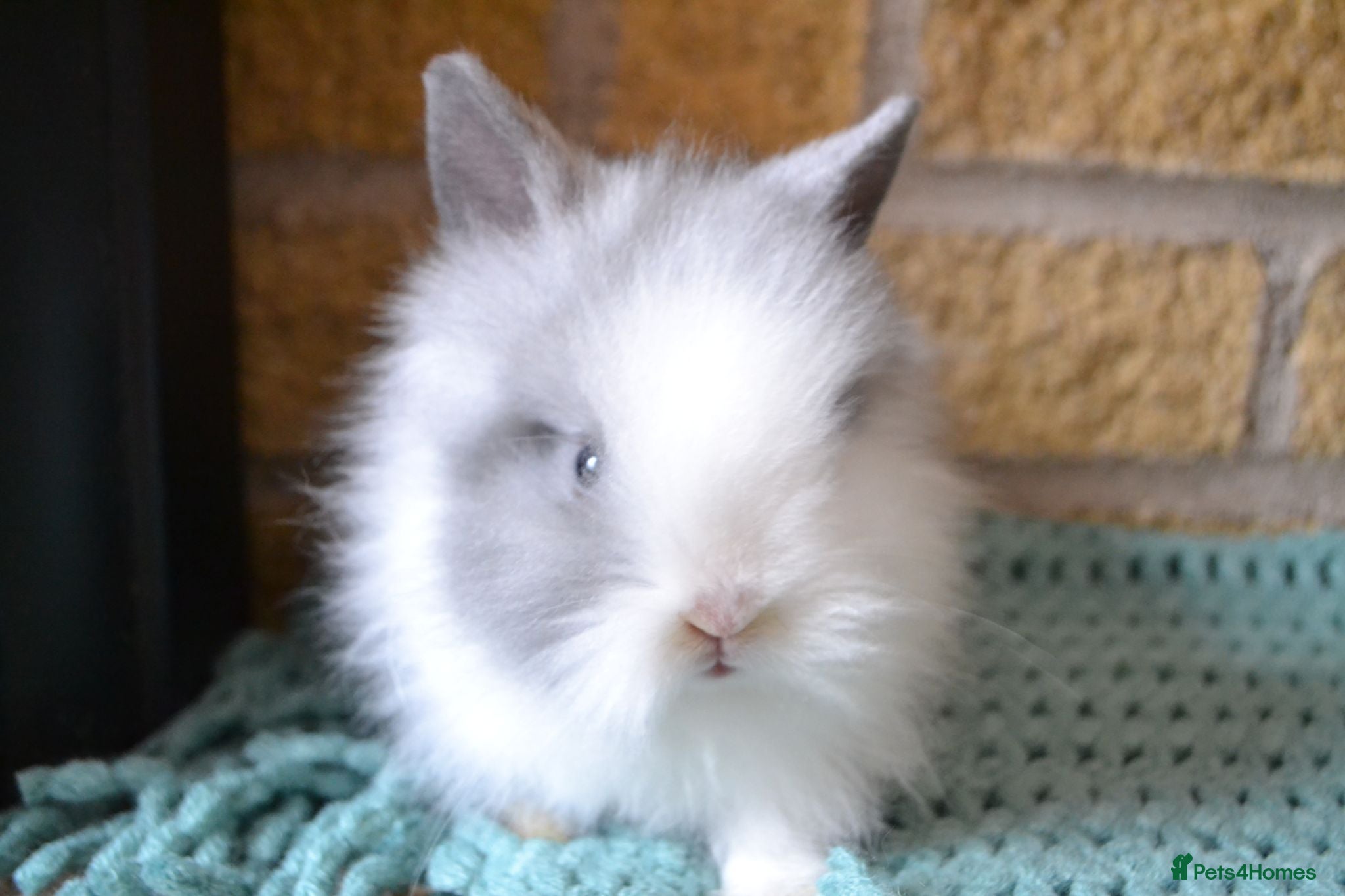 Lionhead rabbits 3 Little kits - Advert 11