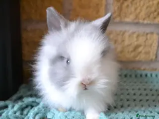 Lionhead rabbits One little boy left - Advert 3