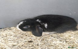 Mini Lop rabbits for sale: Mini lop rabbits  - Image 12