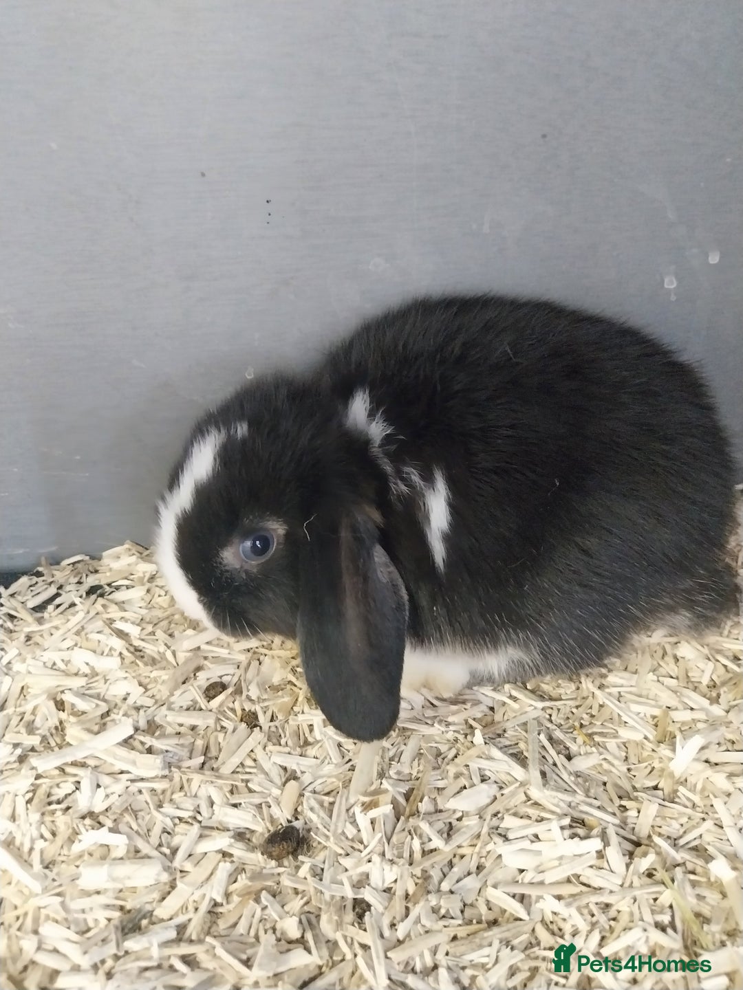 Mini Lop rabbits for sale: Mini lop rabbits  - Image 12