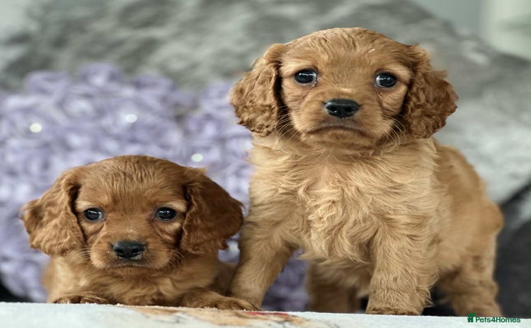 Cavapoo dogs - Advert 2