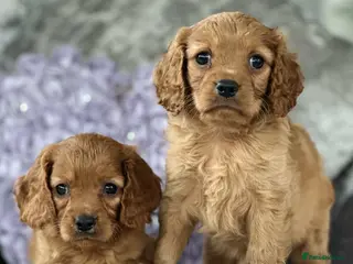 Cavapoo dogs Stunning DNA clear puppies - Advert 9