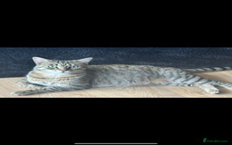 Bengal cats for sale: Half bengal kittens  - Image 6