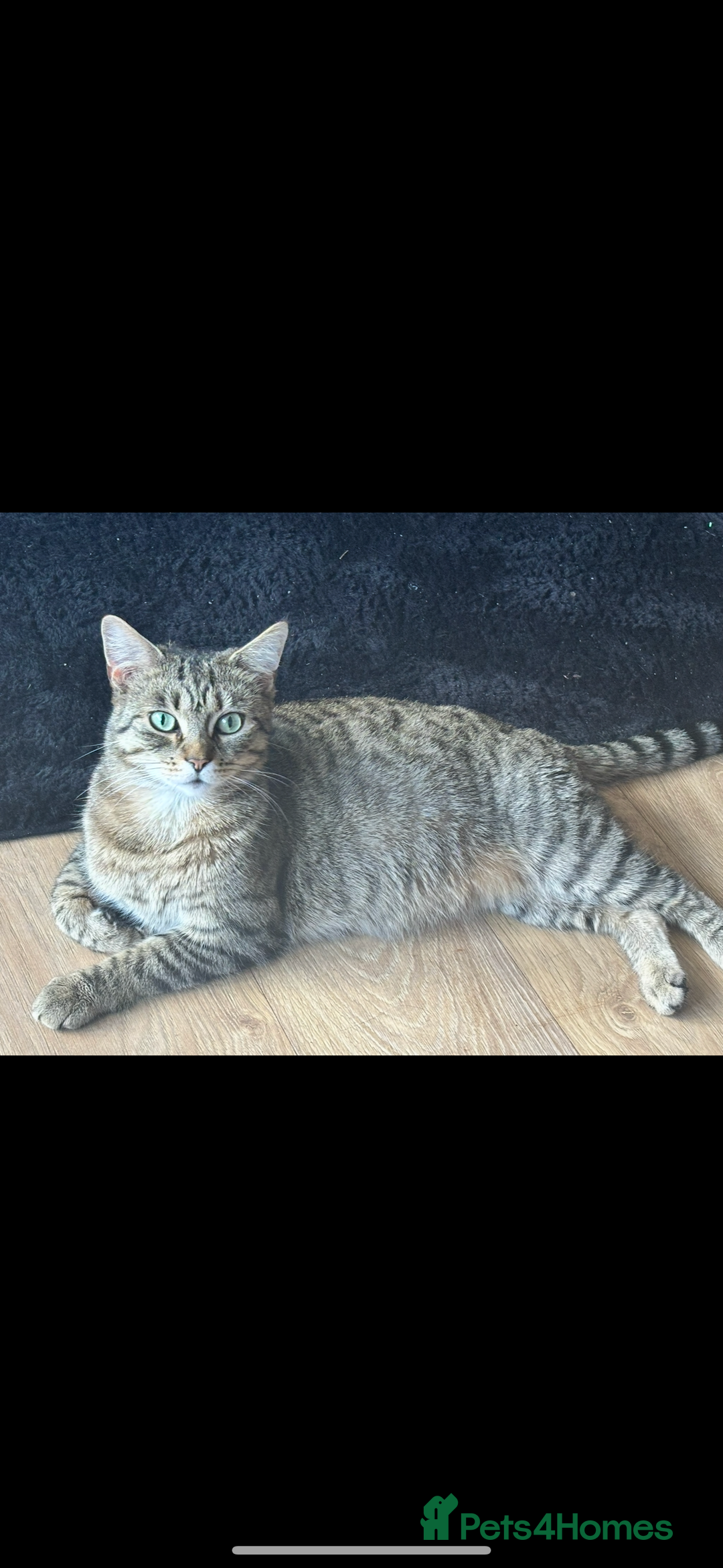 Bengal cats for sale: Half bengal kittens  - Image 6