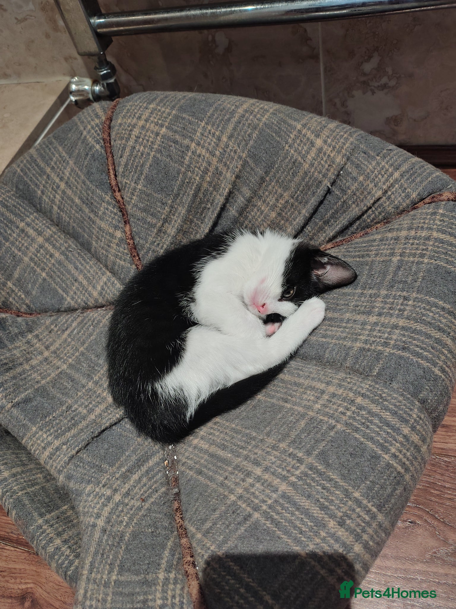 Mixed Breed cats for sale: 8 week old kitten looking for forever home - Advert 3