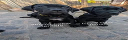 Cane Corso dogs for sale: Black female cane corsos puppies  - Advert 16