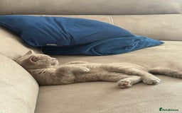 British Shorthair cats for sale: British Shorthair 6 months old Male for Sale - Image 3