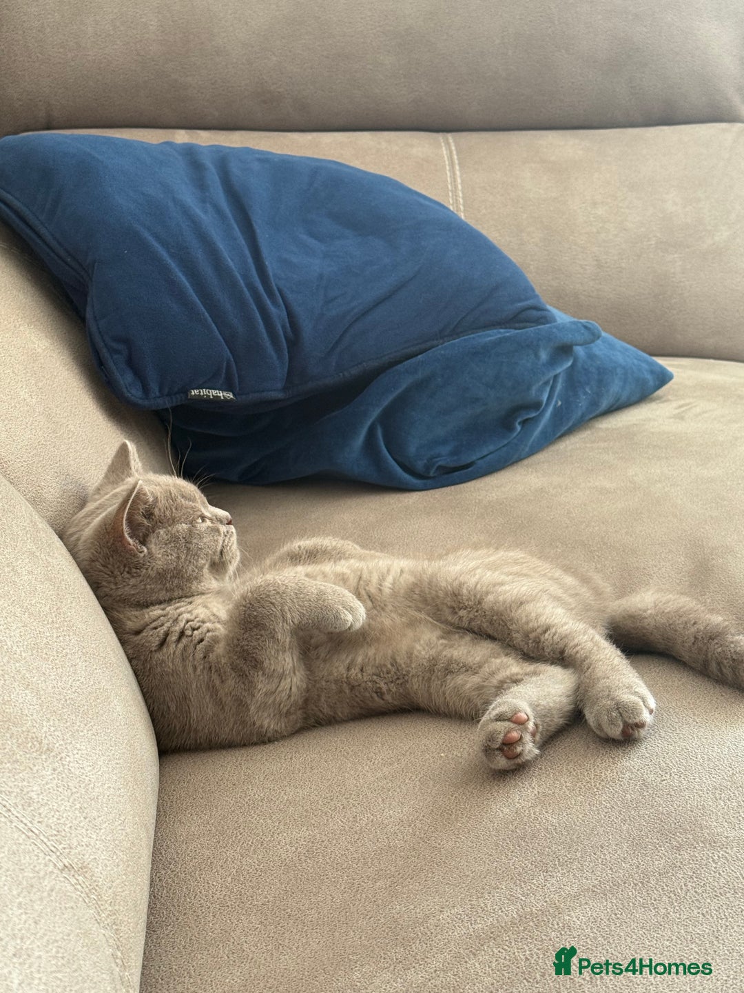 British Shorthair cats for sale: British Shorthair 6 months old Male for Sale - Image 3