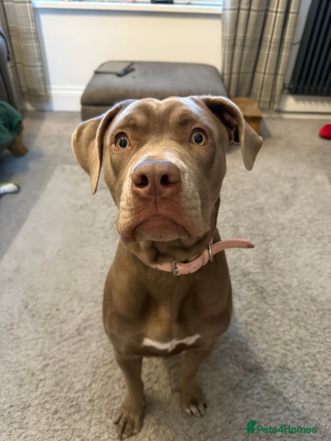 Mixed Breed dogs for sale: Borehole x cane corso female  - Advert 4