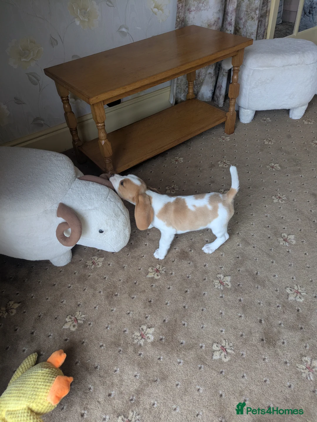 Beagle dogs for sale: Beagle puppies  - Advert 1